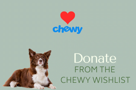 chewy-wishlist-1